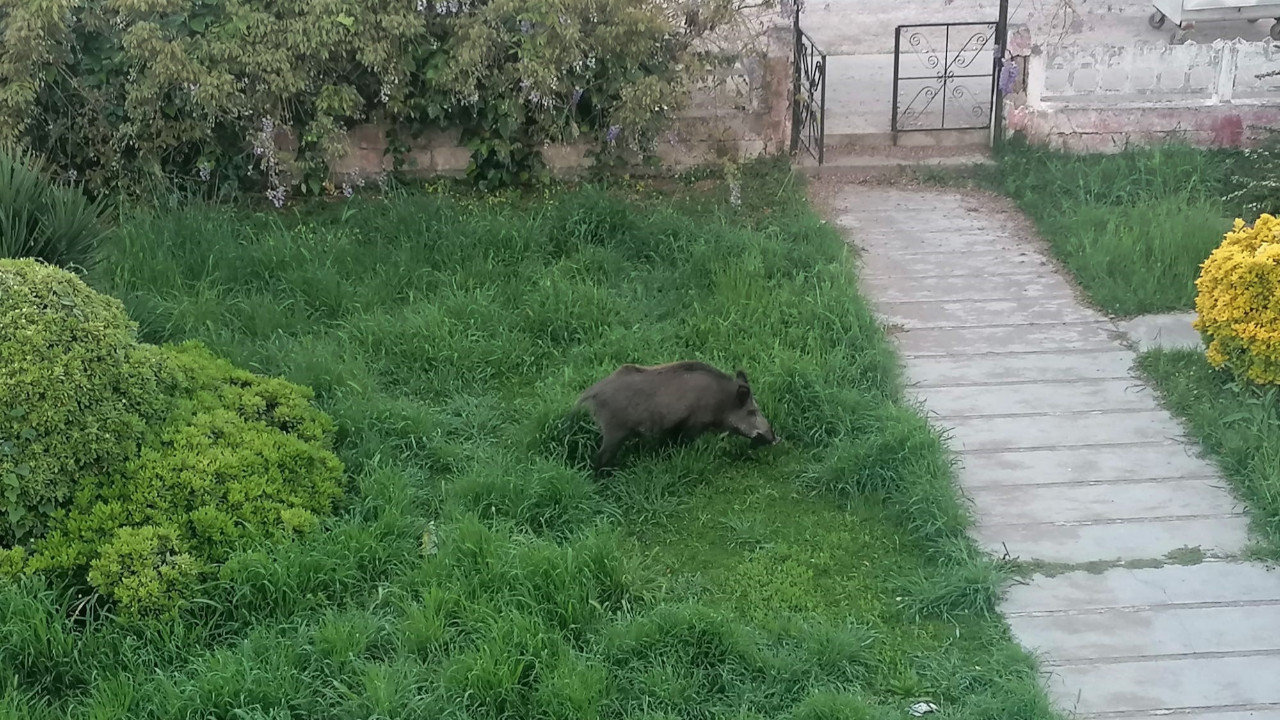 Betonlaşmanın Sonucu: Yaban Domuzları Şehirde Görülmeye Başladı